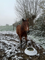 Vente de cheval : KHRYSTOS